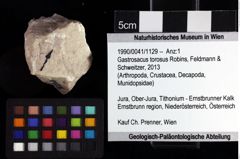 Foto (Objket + Etiketten) von Gastrosacus torosus (Robins, Feldmann & Schweitzer, 2013) 